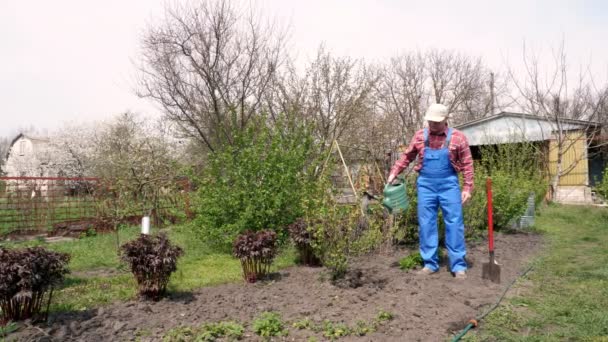 Agricultor masculino en camisa a cuadros y monos de jardín regar grosellas arbusto, plantas en el patio trasero, en el jardín. Primavera día soleado. Jardinería en casa. Equipo de jardín. Eco granja . — Vídeo de stock