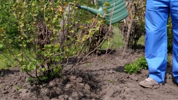 Primer plano, granjero regar grosellas arbusto, planta en el patio trasero, en el jardín. Primavera día soleado. Jardinería en casa. Equipo de jardín. Eco granja . — Vídeo de stock