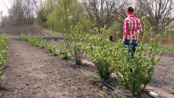 Utsikt bakifrån, kvinnlig bonde i rutig skjorta, går genom trädgården med spade, vattenkanna i händerna. Vår solig dag. Trädgårdsskötsel, utrustning. Ekologisk odling. — Stockvideo