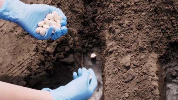 Primer plano, manos en guantes azules plantando, sembrando semillas de frijol en el suelo — Vídeos de Stock