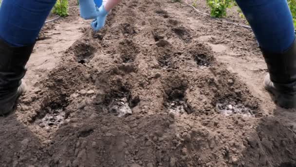 Utsikt bakifrån, kvinnlig bonde i jeans, i blå handskar på händer, plantering, sådd bönfrön i marken. Vår solig dag. Trädgårdsskötsel. Ekologisk gård. jordbruk — Stockvideo