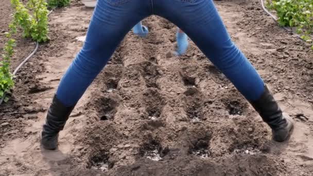 Utsikt bakifrån, kvinnlig bonde i jeans, i blå handskar på händer, plantering, sådd bönfrön i marken. Vår solig dag. Trädgårdsskötsel. Ekologisk gård. jordbruk — Stockvideo