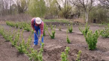 Ekose gömlekli ve bahçe tulumlu çiftçi toprağa tohum ekmek için bezeli çukur kazıyor. Bahar güneşli bir gün. Eko çiftliği. Evde bahçıvanlık. tarım, ekipman.