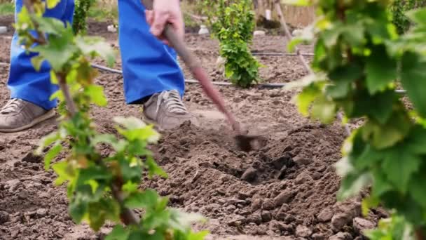 Närbild, bonden gräver hål med rots för plantering av frön i marken. Vår solig dag. Trädgårdsutrustning. Ekologisk gård. Trädgårdsskötsel. jordbruk och jordbruk. — Stockvideo