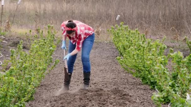Vrouwelijke boer in geruite rode shirt en jeans, graaft gaten met kwade droes voor het planten van zaden in de grond. Zonnige lentedag. Eco boerderij. Thuis tuinieren. landbouw, uitrusting. — Stockvideo