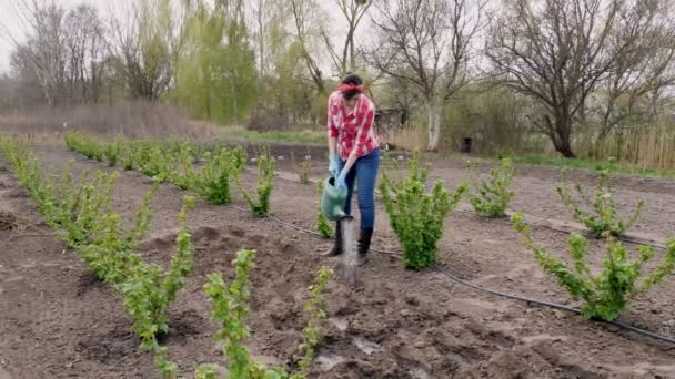 赤いシャツとジーンズを着た女性農家地に種を植えるための散水缶付きの水の穴。春の晴れた日。エコファーム。設備のある家庭菜園. — ストック動画