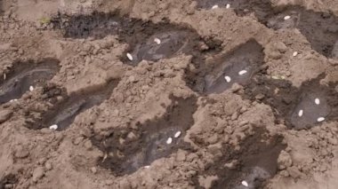 Yakın plan, çiftçi suları toprakta fasulye çekirdekleri, daha iyi filizlenme için toprak. Bahçeye tohum ekiyorum. Bahar güneşli bir gün. Eko çiftliği.