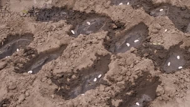 Close-up, agricultor rega buracos com sementes de feijão no solo, solo para melhor germinação. plantando sementes no jardim. Primavera dia ensolarado. Exploração ecológica . — Vídeo de Stock