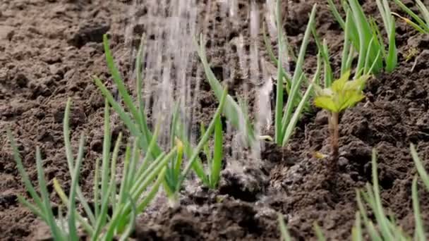 Közeli, locsoló, fiatal zöldhagyma, ami a kertben nőtt ki a talajból. tavaszi napsütéses nap. Házikertészkedés. Öko farm. gazdálkodás és mezőgazdasági termelés. — Stock videók