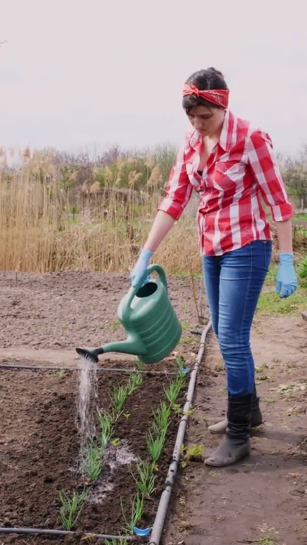 Vídeo vertical. agricultora con camisa roja a cuadros regando cebollas verdes jóvenes, brotadas del suelo en el huerto de la regadera. Primavera día soleado. Eco granja . — Vídeos de Stock