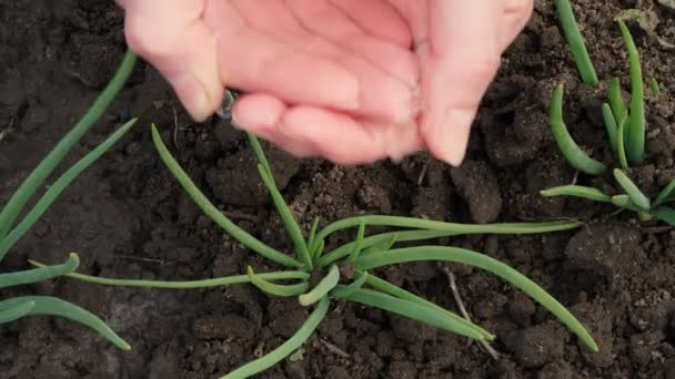 Zblízka, mladé zelené cibule, vyrůstající z půdy v zahradě, je zaléval z rukou, dlaně. jarní slunečný den. Domácí zahradničení. Eko farma. zemědělství pěstování. — Stock video