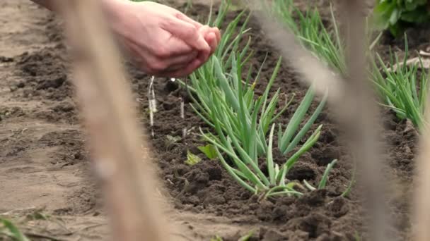 Γκρο πλαν, νεαρά πράσινα κρεμμύδια, φυτρώνουν από το χώμα στον κήπο, ποτίζονται από χέρια, φοίνικες. Άνοιξη ηλιόλουστη μέρα. Κηπουρική. Οικολογικό αγρόκτημα. καλλιέργεια στη γεωργία. — Αρχείο Βίντεο