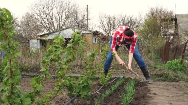Жінка-фермер в картатій червоній сорочці, джинсах, розслабляє чорний грунт навколо молодої зеленої цибулі, використовуючи граблі в овочевому саду. Весняний сонячний день. Екологічна ферма, Сільське господарство — стокове відео
