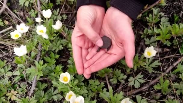 Close-up, in kid hands, a small black marsh turtle lies . against the background of blooming white flowers. spring, young turtles are born — Stock Video