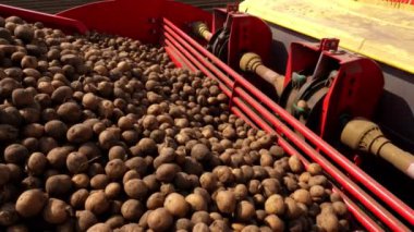 Yakın plan, ekmek için traktörde bir sürü patates çubuğu var. Özel mekanizma patatesleri toplar ve toprağa, toprağa koyar. Otomatik, makine patates ekimi