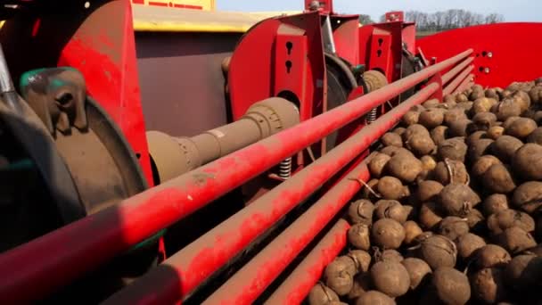 Primer plano, un montón de tubérculos de patata en el tractor para la plantación. mecanismo especial recoge las patatas y las pone en el suelo, molido. automático, máquina de plantación de patata — Vídeos de Stock