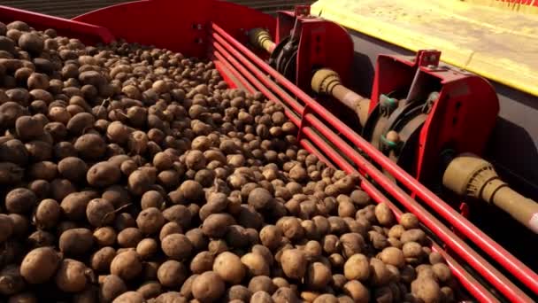 Primer plano, un montón de tubérculos de patata en el tractor para la plantación. mecanismo especial recoge las patatas y las pone en el suelo, molido. automático, máquina de plantación de patata — Vídeos de Stock