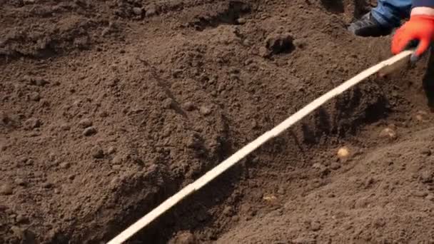 Close-up, medindo distância entre tubérculos de batata com fita métrica quando o plantio de potatoe por cultivador.Eco fazenda. agricultura moderna. Agriculturalmente cultivo de batata. primavera — Vídeo de Stock