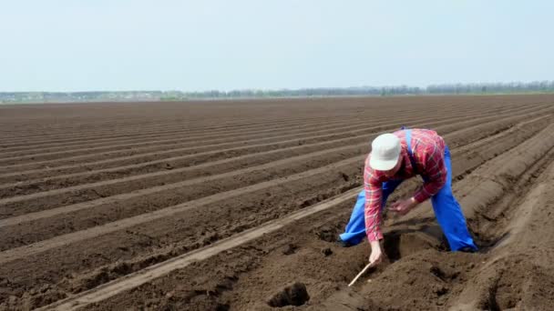 Rolnik sprawdza jakość sadzenia ziemniaków w kultywatorze, mierząc odległość między bulwami ziemniaka za pomocą miernika taśmowego. Hodowla ziemniaków rolnych. Gospodarstwo ekologiczne. nowoczesne rolnictwo. wiosna — Wideo stockowe