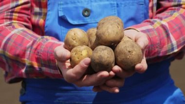 Yakın plan, çiftçi elinde patates yumrusu tutuyor. Patates hasadı ya da patates ekimi, modern tarım, tarım. Kırsaldaki Eko Çiftliği.