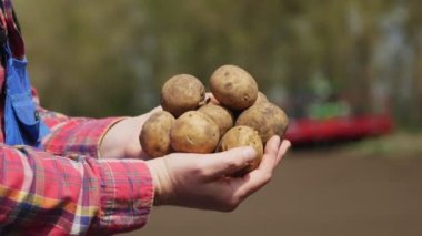 Yakın plan, çiftçi patatesleri elinde tutuyor, traktörlerin arka planına karşı. Patates hasadı ya da patates ekimi, modern tarım, tarım. Kırsalda eko çiftliği.