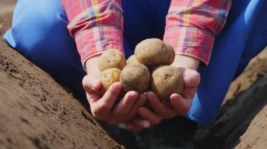 Yakın plan, çiftçi elinde patates yumrusu tutuyor. Patates hasadı ya da patates ekimi, modern tarım, tarım. Kırsaldaki Eko Çiftliği.