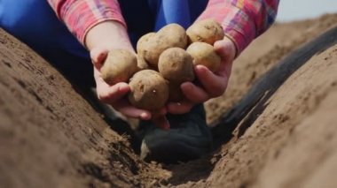 Yakın plan, çiftçi elinde patates yumrusu tutuyor. Patates hasadı ya da patates ekimi, modern tarım, tarım. Kırsaldaki Eko Çiftliği.