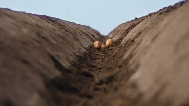 Närbild, i en djup fålla i marken faller jord, potatisknölar. Plantering av potatis på våren — Stockvideo