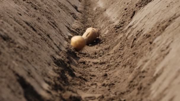 Närbild, i en djup fålla i marken faller jord, potatisknölar. Plantering av potatis på våren — Stockvideo