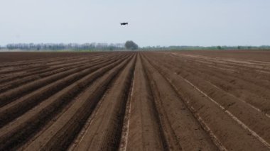 İnsansız hava aracı sahada uçuyor. Uzun, düz toprak sıraları yeni sürülmüş tarım tarlalarındaki izler. Patatesleri ekip biçmek için hazırlıklar. Bahar. Bakış açısıyla bak