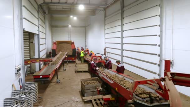 CHERKASY, UKRAINE, April 28, 2020: workers monitor the quality of potatoes on sorting conveyor belt, line, in warehouse.农业、马铃薯收获、马铃薯分拣公司. — 图库视频影像