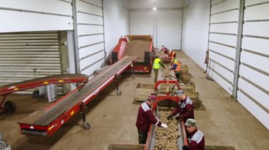 CHERKASY, UKRAINE, APRIL 28, 2020: işçiler ambarda patateslerin kalitesini kontrol ediyorlar. tarım, patates hasadı, patates ayıklama şirketi..