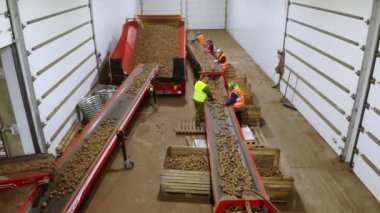 CHERKASY, UKRAINE, APRIL 28, 2020: işçiler ambarda patateslerin kalitesini kontrol ediyorlar. tarım, patates hasadı, patates ayıklama şirketi..