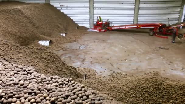 CHERKASY, UKRAINE, 28 AVRIL 2020 : travailleur sur machine spéciale, équipement, sert des pommes de terre sur bande transporteuse de tri, ligne, en entrepôt. récolte, tri, transformation des pommes de terre . — Video