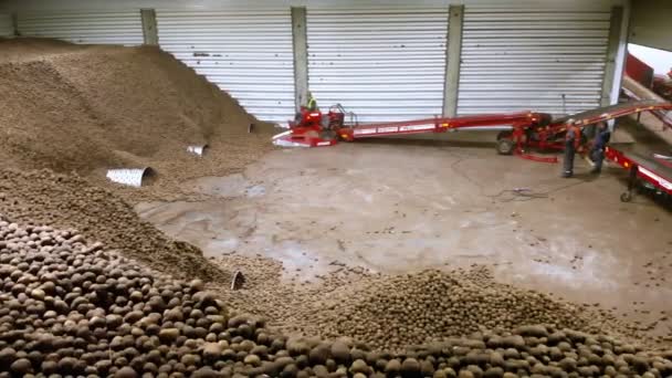 CHERKASY, UKRAINE, APRIL 28, 2020: özel makine, ekipman işçisi, depo, taşıyıcı bandı üzerinde patates servis ediyor. Patates hasadı, sıralama, işleme. — Stok video