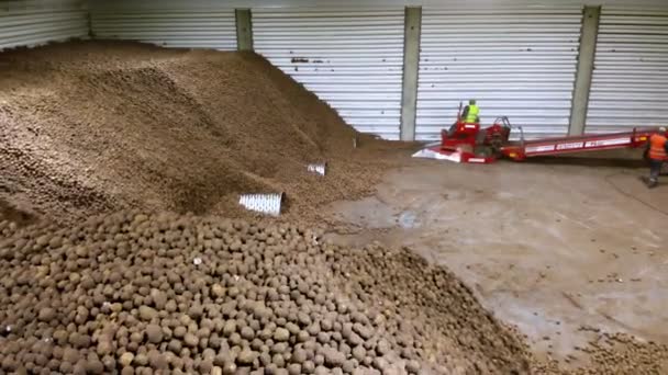 CHERKASY, UKRAJINA, 28.dubna 2020: pracovník na speciálním stroji, výbava, podává brambory na třídicím pásovém dopravníku, linka, ve skladu. sklizeň brambor, třídění, zpracování. — Stock video