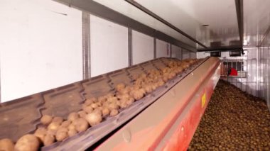 Depodaki tasnif ve toplamadan sonra, patatesler taşıyıcı bantlara yerleştiriliyor, daha sonra patates işleme tesisine nakledilmek üzere kamyona yükleniyor. patates hasadı