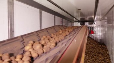 Depodaki tasnif ve toplamadan sonra, patatesler taşıyıcı bantlara yerleştiriliyor, daha sonra patates işleme tesisine nakledilmek üzere kamyona yükleniyor. patates hasadı