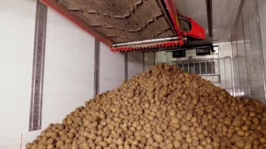 Depodaki tasnif ve toplamadan sonra, patatesler taşıyıcı bantlara yerleştiriliyor, daha sonra patates işleme tesisine nakledilmek üzere kamyona yükleniyor. patates hasadı