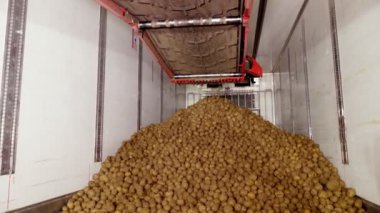 Depodaki tasnif ve toplamadan sonra, patatesler taşıyıcı bantlara yerleştiriliyor, daha sonra patates işleme tesisine nakledilmek üzere kamyona yükleniyor. patates hasadı