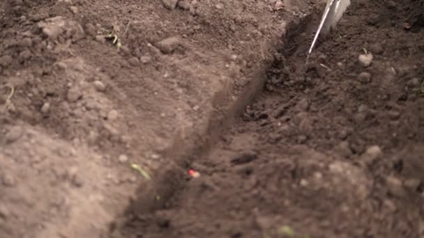 Graines de maïs dans un sol sombre lorsqu'elles sont semées. Semis de maïs traité avec des pesticides. Semis de maïs dans un sol fertilisé. Concept de semis du maïs . — Video