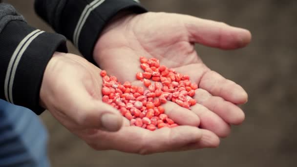 Sowing red Corn seeds, treated with pesticides, in farmers hands. Concept of sowing maize. — Stock Video