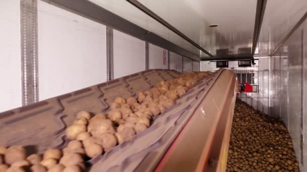 Na het sorteren en ruimen in het magazijn worden aardappelen op een transportband geplaatst en vervolgens op een vrachtwagen geladen voor verder transport naar een aardappelverwerkingsbedrijf. aardappeloogst — Stockvideo