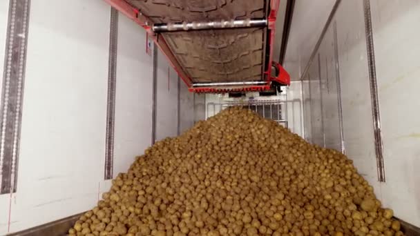 Após a triagem e o abate no armazém, as batatas são colocadas na correia transportadora e, em seguida, carregadas no caminhão para posterior transporte para a fábrica de processamento de batatas. colheita de batata — Vídeo de Stock