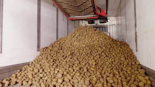 Depodaki tasnif ve toplamadan sonra, patatesler taşıyıcı bantlara yerleştiriliyor, daha sonra patates işleme tesisine nakledilmek üzere kamyona yükleniyor. patates hasadı — Stok video