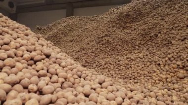Depoda patates deposu var. Yiyecek endüstrisi için patates hammaddesi. Patates hasadı Patates dağları, patates arka planı.