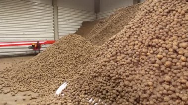 Depoda patates deposu var. Yiyecek endüstrisi için patates hammaddesi. Patates hasadı Patates dağları, patates arka planı.