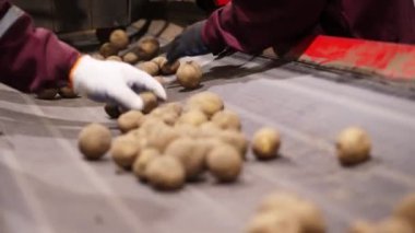 Yakın plan, işçi elleri eldivende. Depoda, taşıyıcı bantta patates yumrusunu ayırıyorlar. Tarım, patates hasadı, gıda endüstrisi. Patates deposu