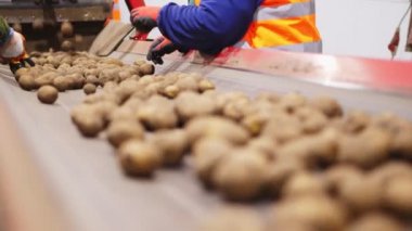Yakın plan, işçi elleri eldivende. Depoda, taşıyıcı bantta patates yumrusunu ayırıyorlar. Tarım, patates hasadı, gıda endüstrisi. Patates deposu