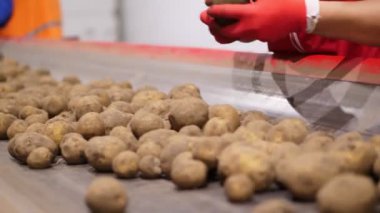 Yakın plan, işçi elleri eldivende. Depoda, taşıyıcı bantta patates yumrusunu ayırıyorlar. Tarım, patates hasadı, gıda endüstrisi. Patates deposu